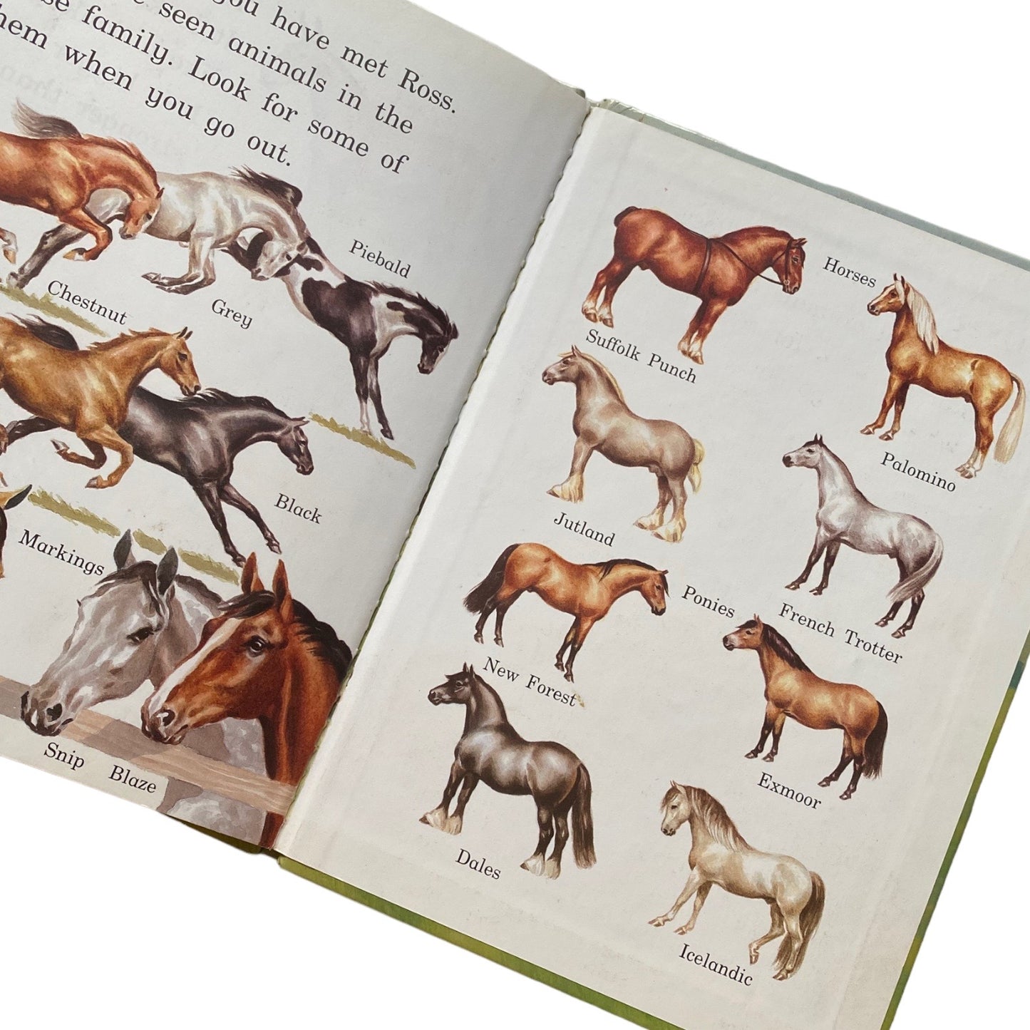 Vintage 1984 Horse and ponies hardback book