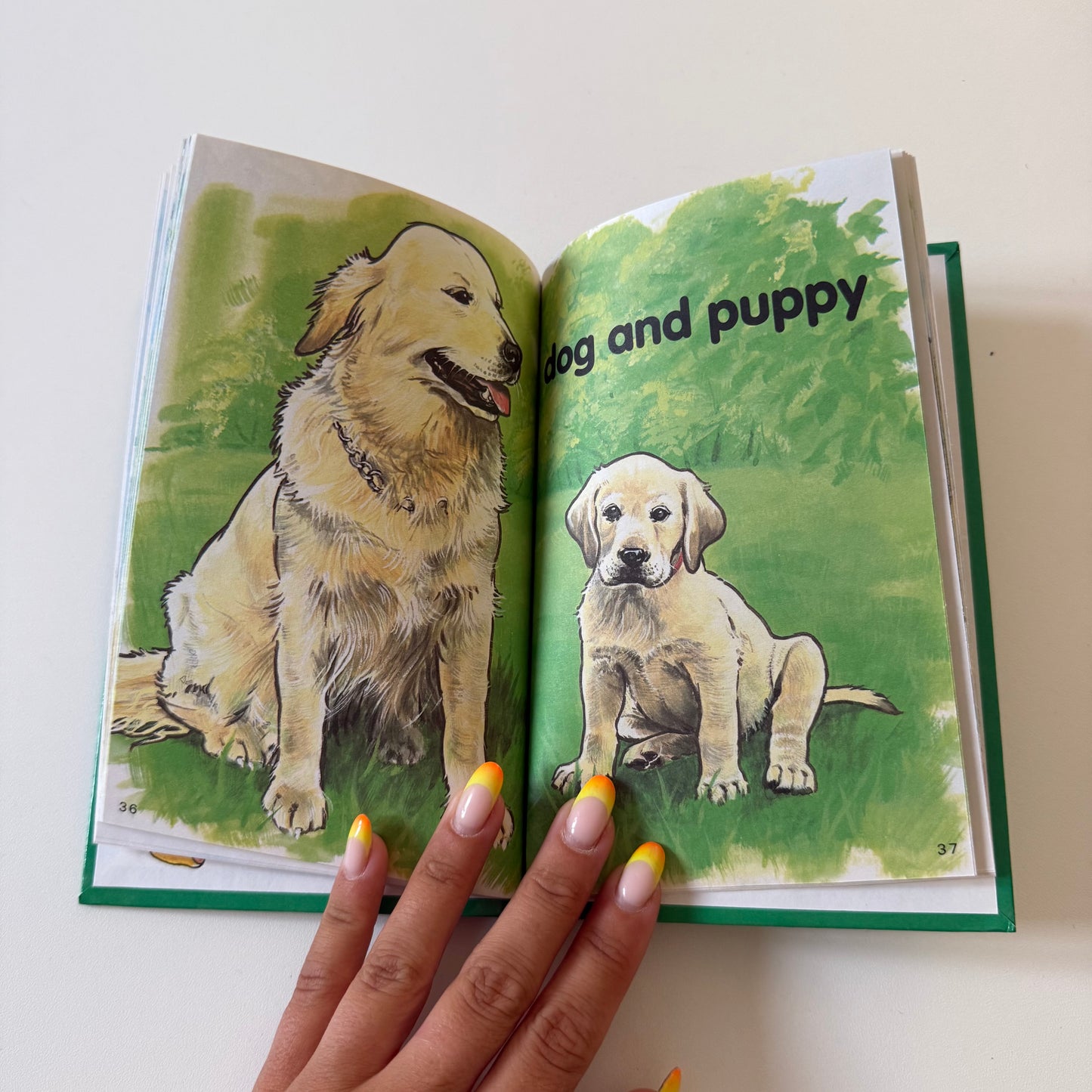 Vintage 1983 ladybird animals book